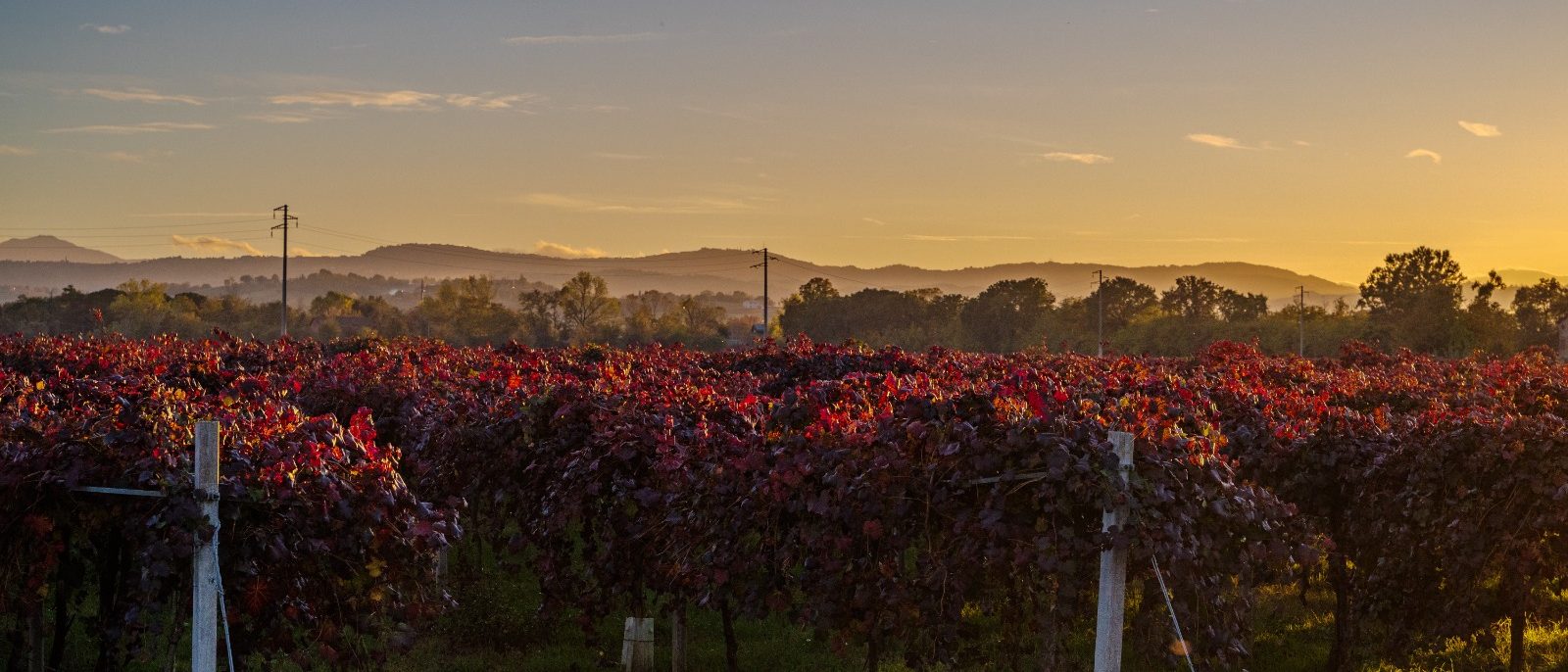 I vigneti del Lambrusco Grasparossa in autunno, al tramonto
