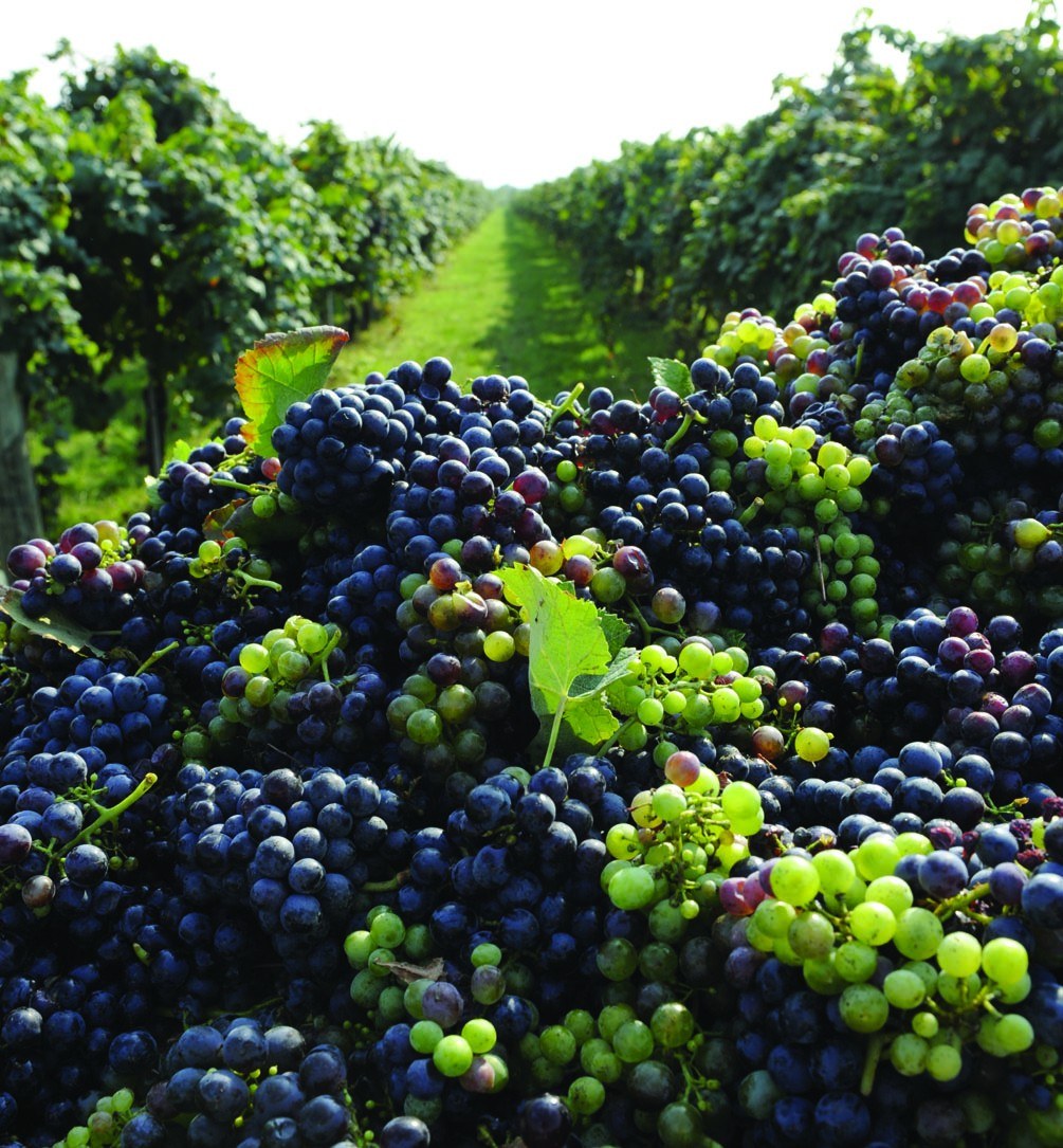 Uve Lambrusco appena raccolte fra i filari durante la vendemmia